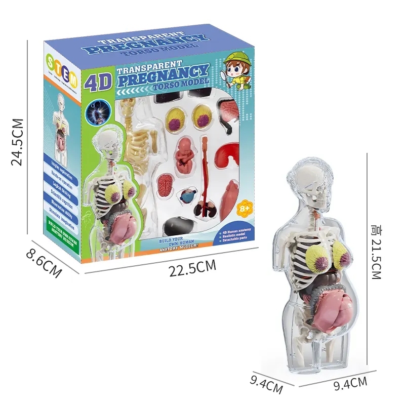 Plastic Human Body Parts Puzzle Torso Anatomy Organs Parts Model Mold Toys for Kids School Biology Education Stem Kit