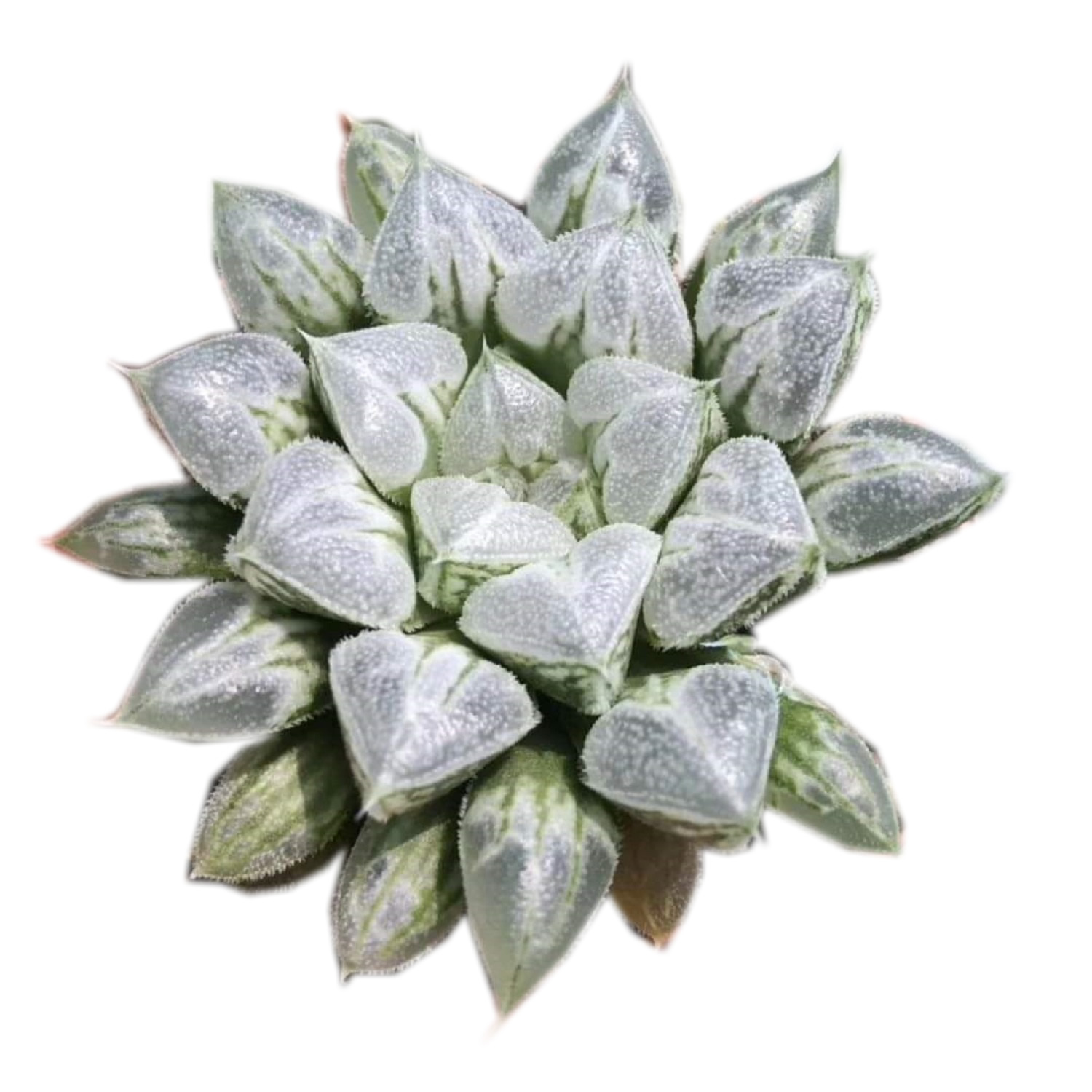 Haworthia Pygmaea «Любовь Сердце», редкий суккулент, живое растение, 3 дюйма, горшок