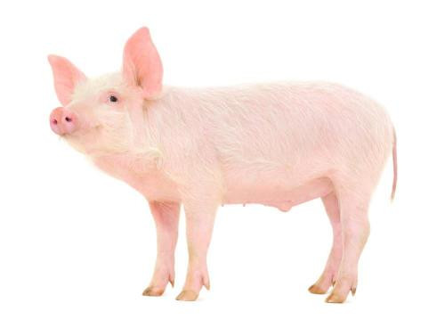 Feed grade neutral enzyme  powder protease for animal nutrition additive