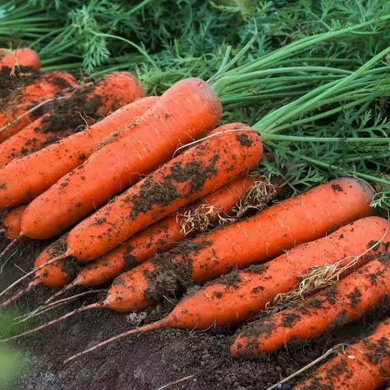 Оптовая продажа, свежие овощи, фрукты, Морковка