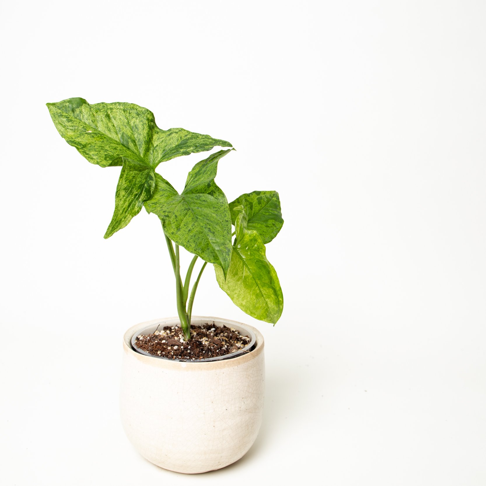 Plant nursery price Rare Variegated Syngonium Podophyllum Mottled Arrowhead Mojito natural foliage plants for plant lover