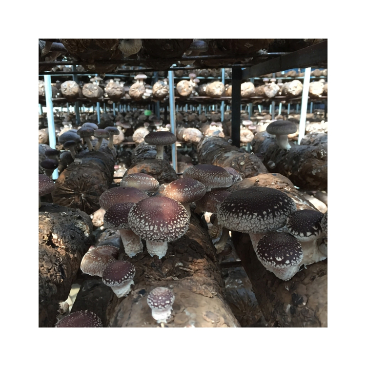 Green Type Seasoned No Addition Rootless Edible Non Stick Frozen Shiitake Mushroom Sticks