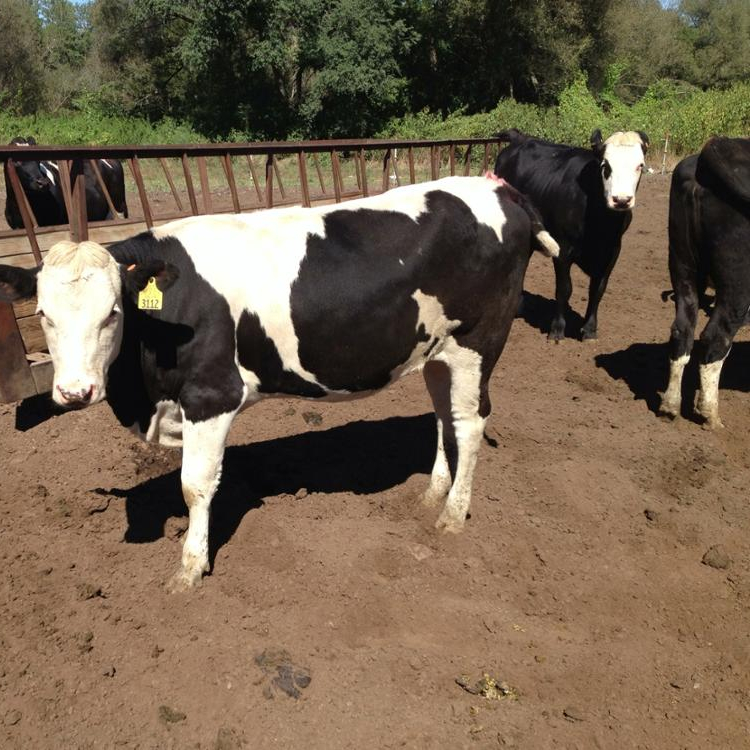 Покупайте качественные хифферы Holstein для продажи/хифферы holstein для беременных крупного рогатого скота