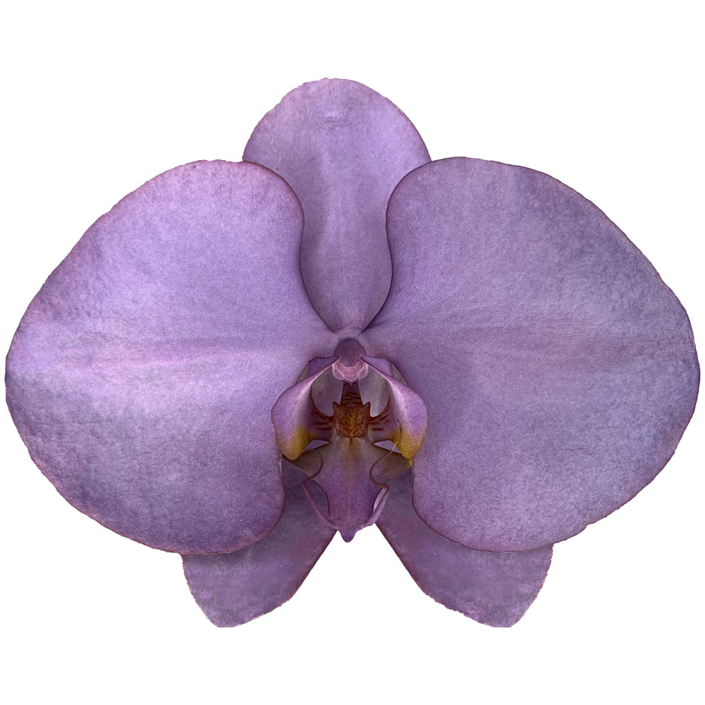 2021 New Listing Hot-selling Royal Purple Phalaenopsis Fresh Cut Flowers