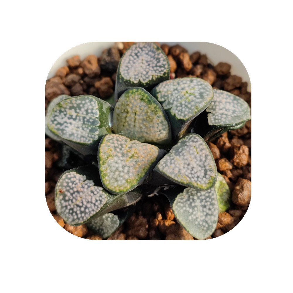 H44 Haworthia Редкие суккуленты, живые растения, 3,5 дюймов, горшок, натуральные суккуленты, комнатное растение, бонсай