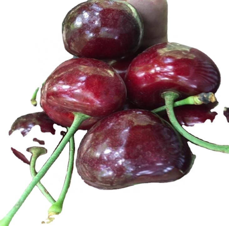 SWEET CHERRY FRESH RED Style sweet fresh cherries fruits for sale dark red premium grade fresh sweet cherries