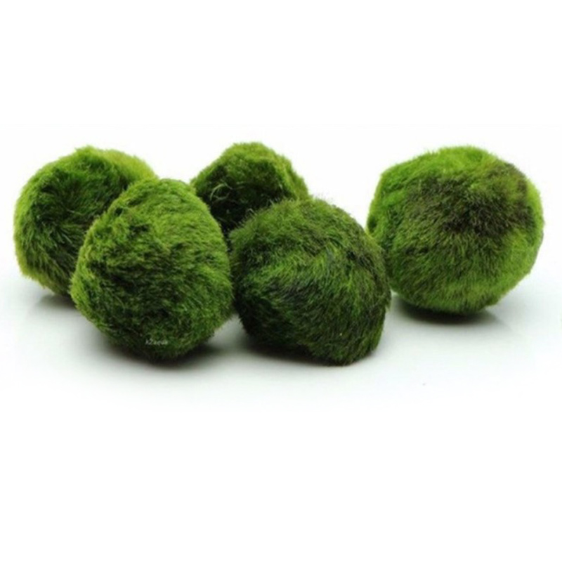 Moss Balls Live Aquarium Plant Algae Fish Shrimp Tank Ornament