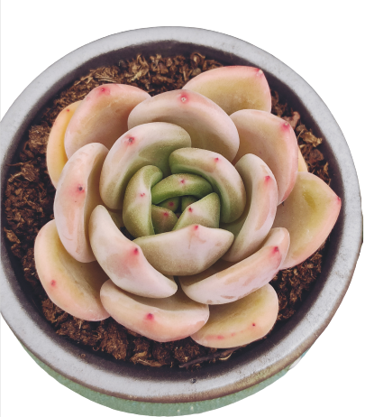 089 Echeveria белый ночной живой суккулент внутренний декоративный живой комнатный мини натуральный