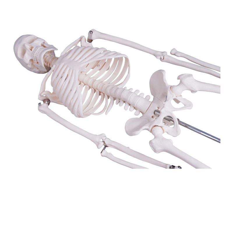 85cm plastic human bones skeleton