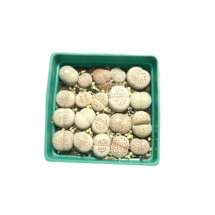 Оптовая продажа, популярные товары, живые натуральные суккуленты, Корея, lithops, живой камень, белый стиль с красным узором