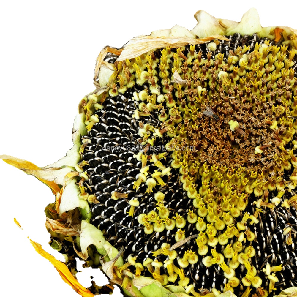 Hot selling Chinese import large granules of sunflower seeds 2020 New crops