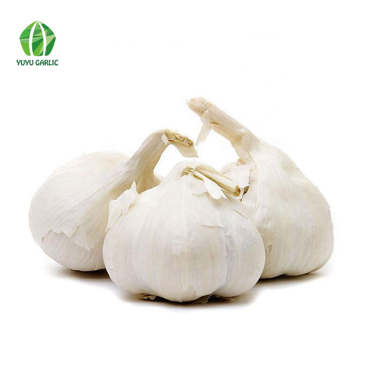 Fresh Normal White Garlic / Red Galic manufacture with Different Size