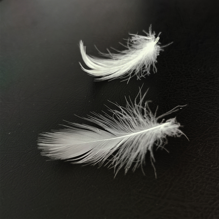 Factory Wholesale 4-6cm washed white duck feathers light feather