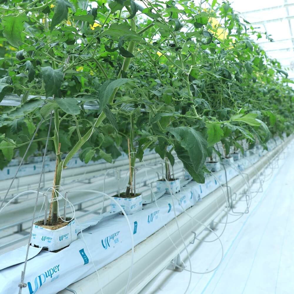UPuper agricultural greenhouses 4 inches hydroponics rock wool block tomato growing