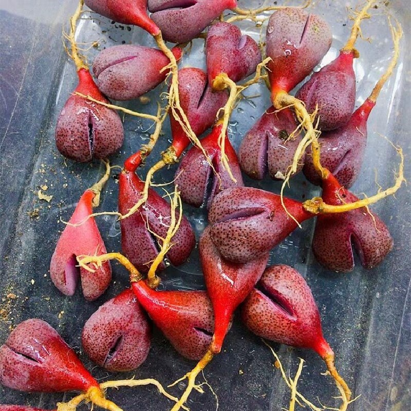 0,59 дюймовые живые Lithops Pleiospilos Royal Flush комнатные растения оптом для детского сада натуральные мини-суккуленты