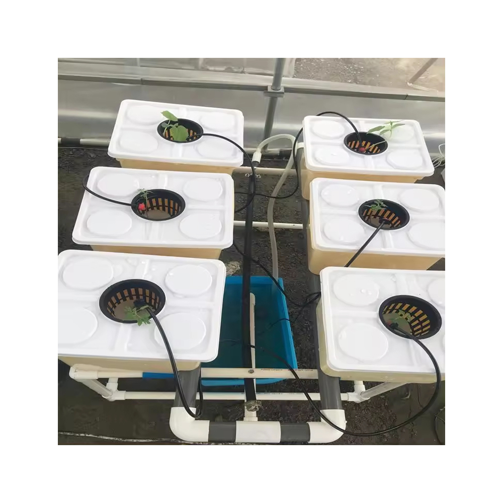 Indoor Farming Wholesale Hydroponic Soilless Planting Blueberry Tomato Dutch Bucket System