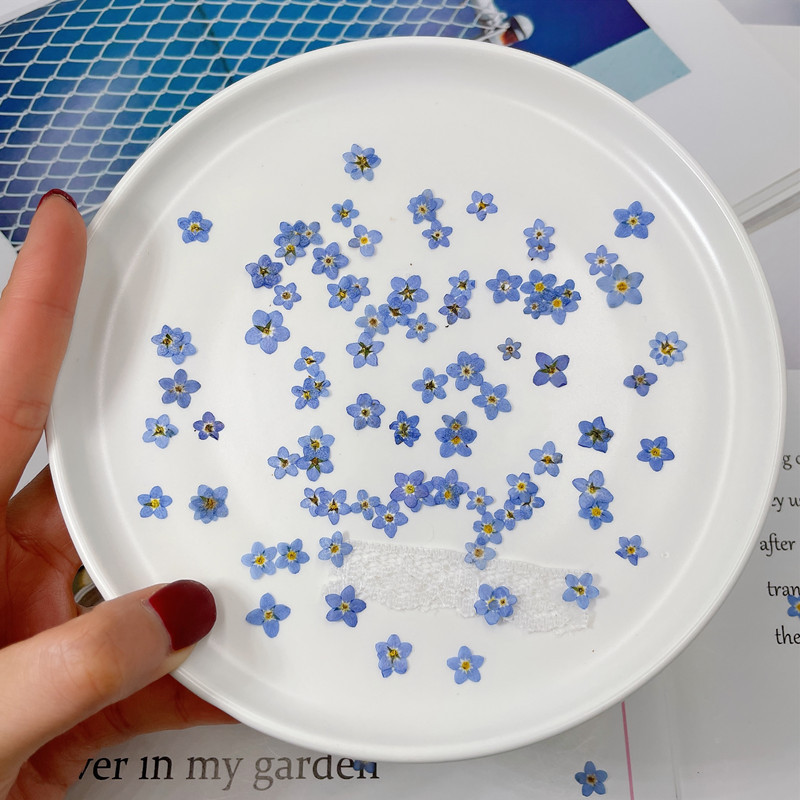 R432 Myosotis Sylvatica Flower Natural Flowers Dried Pressed For Nail Phonecase Decoration Pressed Dry Flower