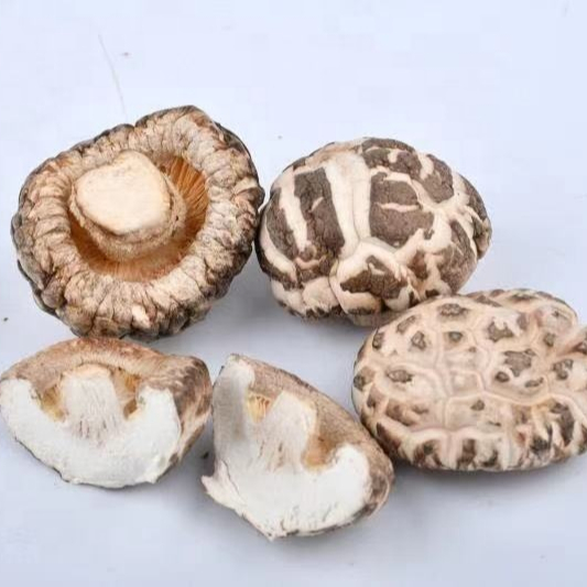 Выращиваемый съедобный гриб Shiitake, пакет для выращивания грибов в замороженном стиле, пленка для грибов, шт., большой цветной пакет, весовая полка Qihe Raw