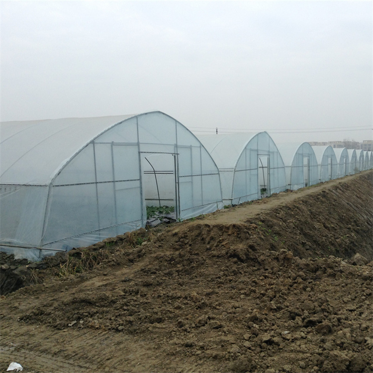 Baolida invernadero size 26ft 100ft plastic PE film high arch tunnel tomato greenhouse gothic greenhouse