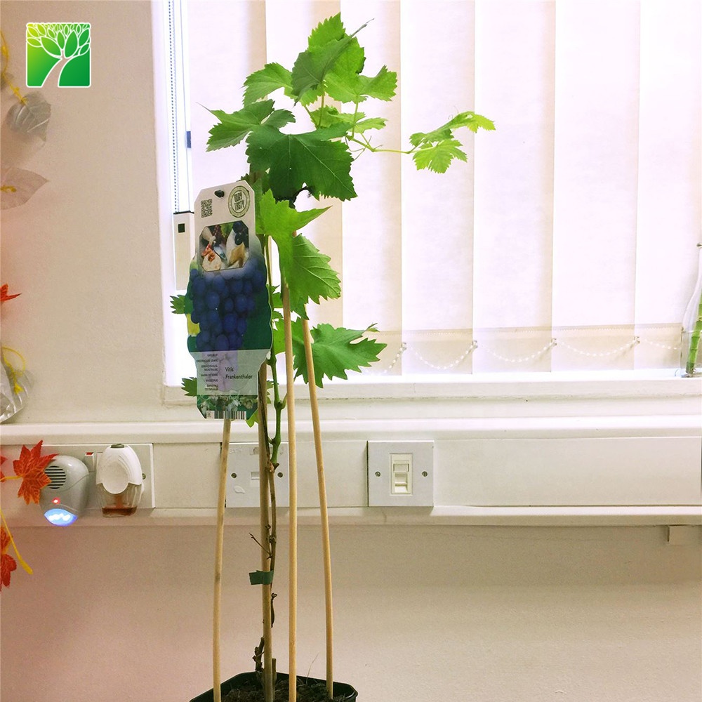 Полное Солнце быстрый темп роста саженец фруктовый Конкорд виноград Vitis vinifera
