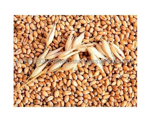 Natural High quality wheat grain from Kazakhstan