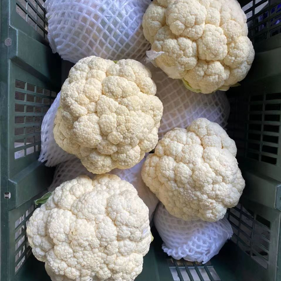 100% натуральный продукт высшего класса HACCP GAP сертификация качества свежий овощной Капучинатор из Китая