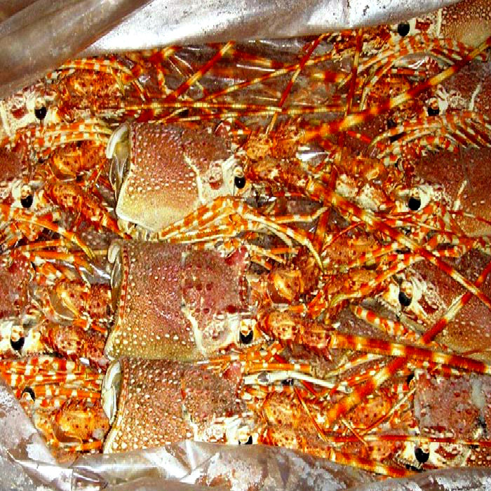 Frozen Lobster for sale