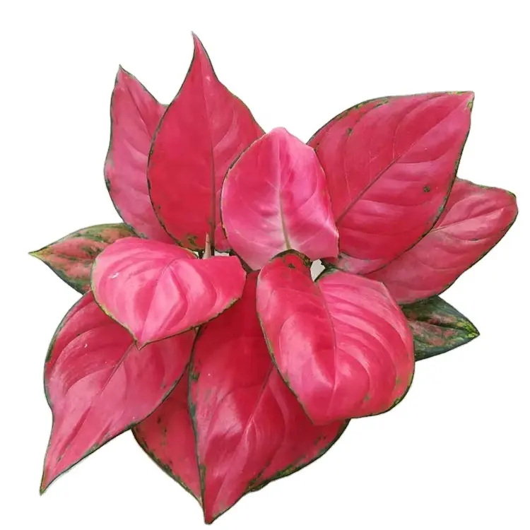 wholesale popular beautiful Aglaonema Auspicious Red ornamental live real plant bonsai foliage plant