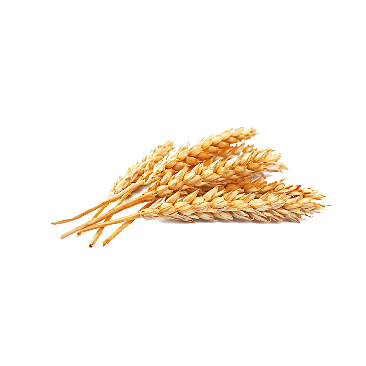 Argentina Dried Whole Wheat Grain For Bread Making