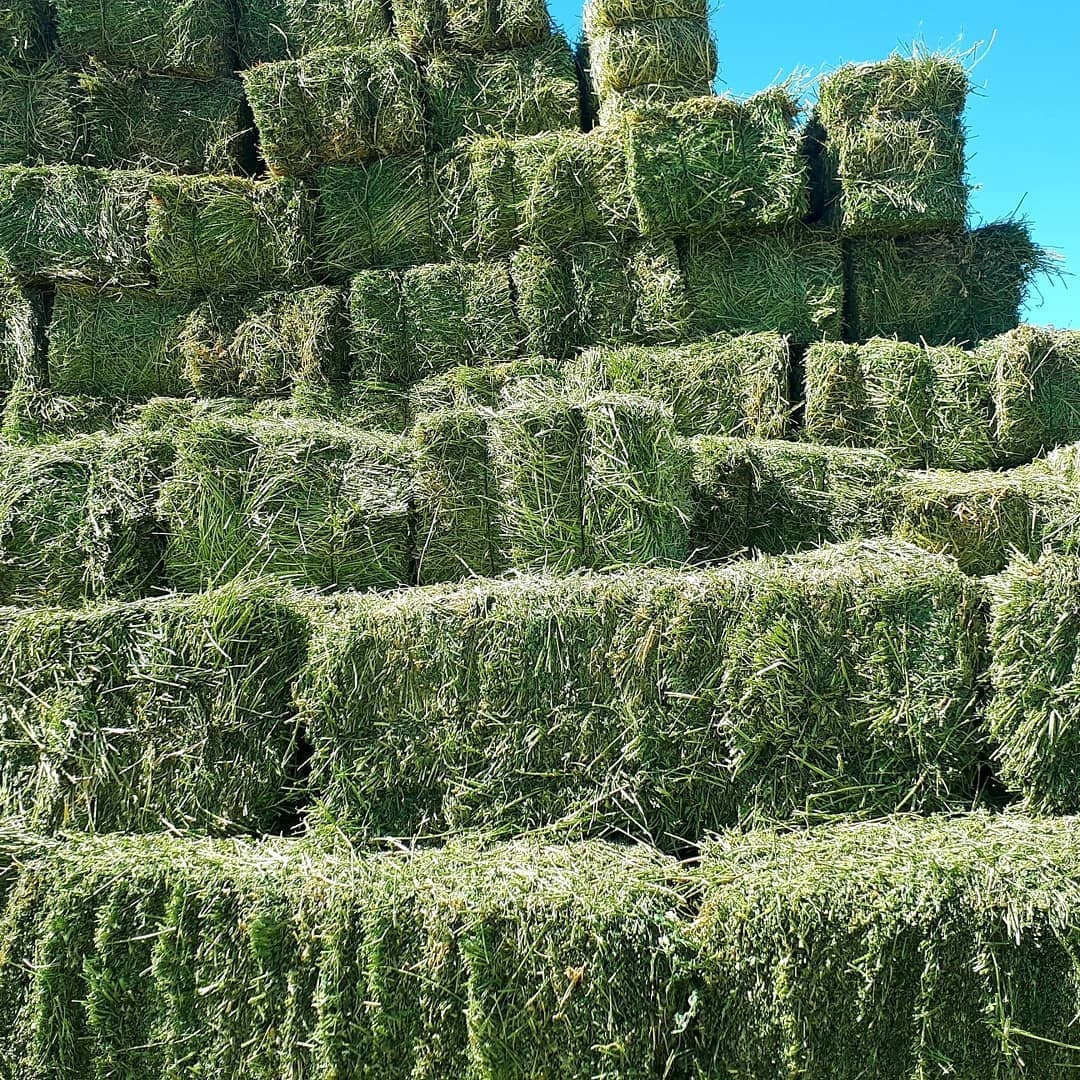 Сетчатые тюки Alfalfa для крупного рогатого скота, овец и лошадей