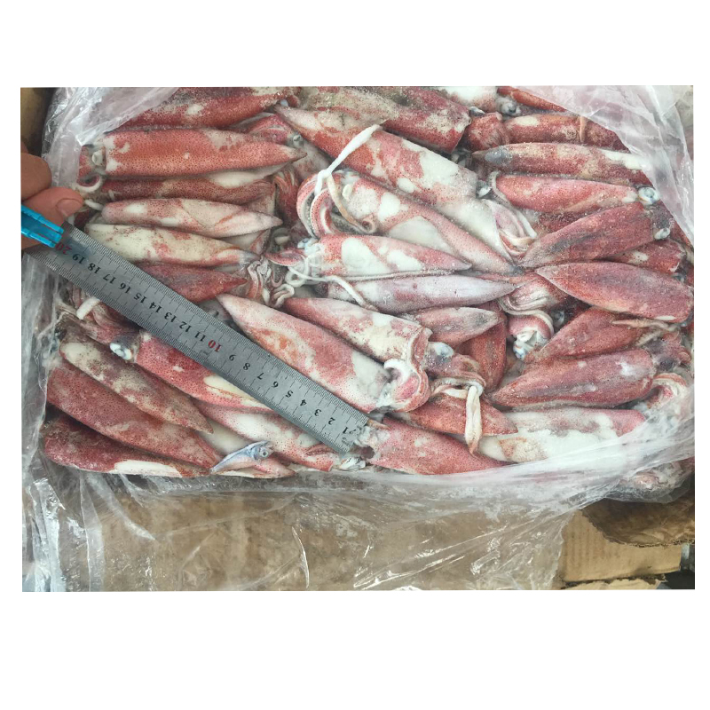 Земля замороженная лолиго Chinensis для экспорта