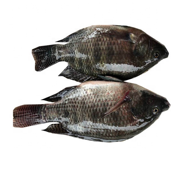 Тип рыбы и замороженная рыба FrozenTilapia