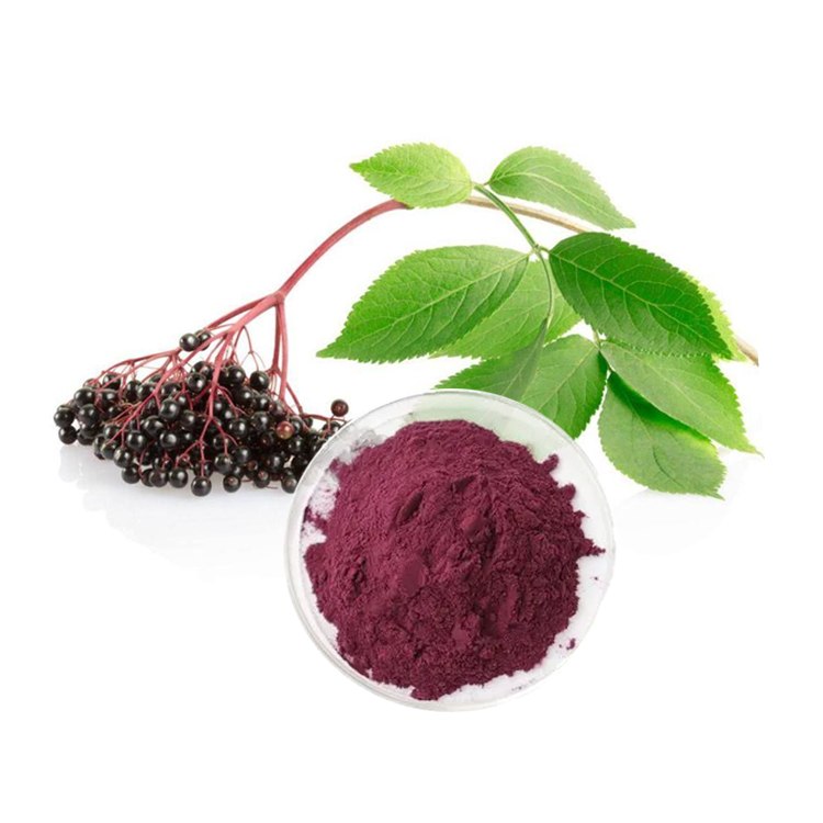 Manufacturer Supply Pure elderberry fruit extract powder anthocyanidins 5%,10%,25%