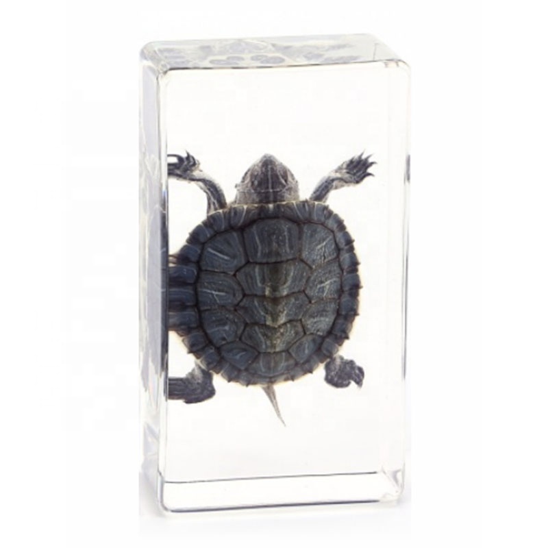 Янтарь Trachemys Scripta Elegans экземпляр