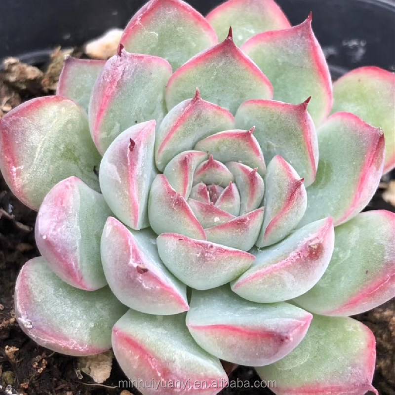 Живые суккуленты Echeveria Lotus 1,57 дюйма, комнатные декоративные растения, оптовая продажа для детской комнаты