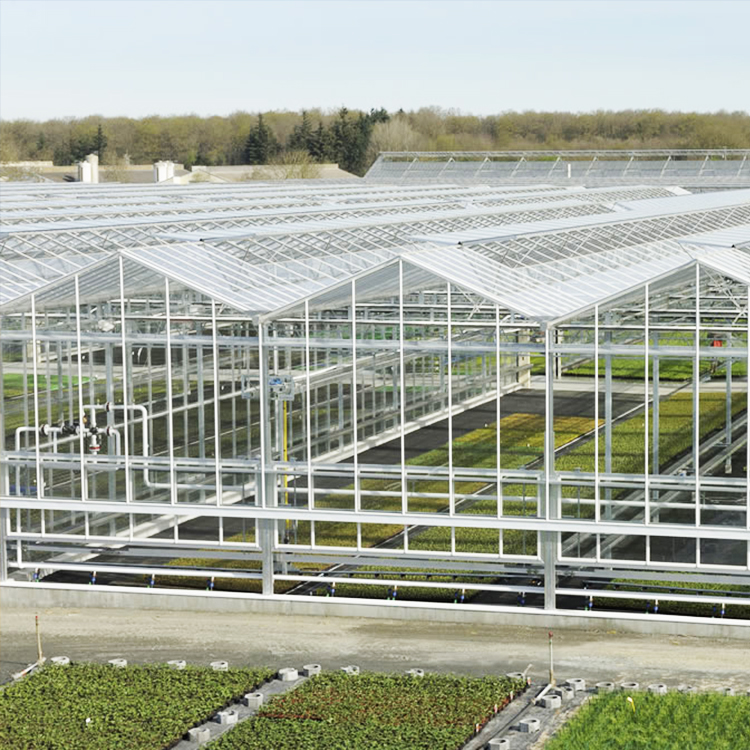 Flower vegetables growing hydroponics green house glass venlo glass smart greenhouse for sale