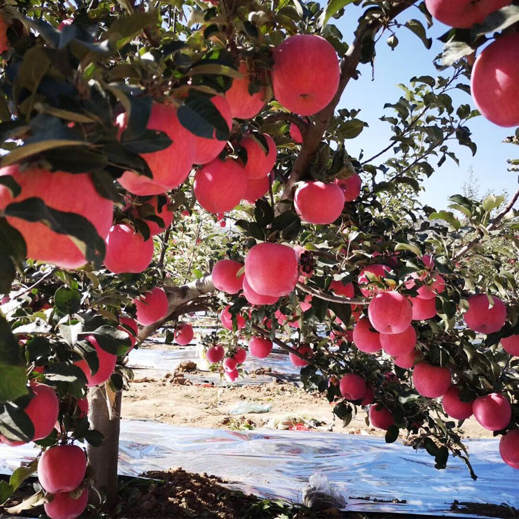 Премиум Сладкий Свежий Fuji apple для продажи