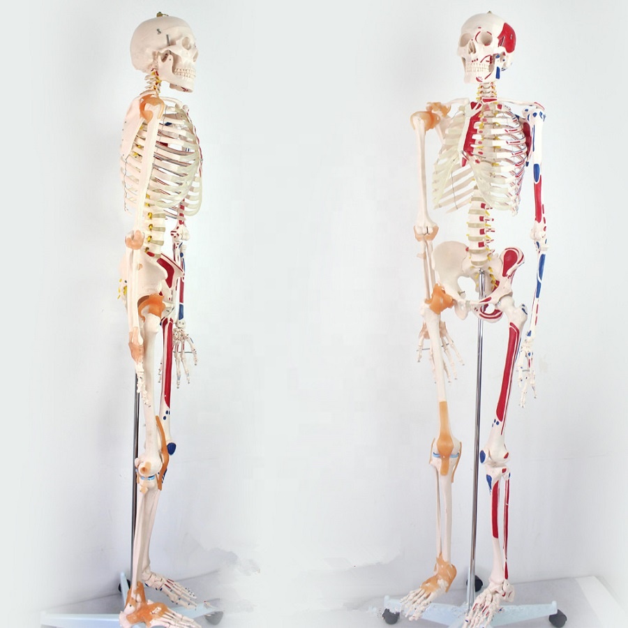 180cm Skeleton with Muscles and Ligaments Human skeleton anatomy model