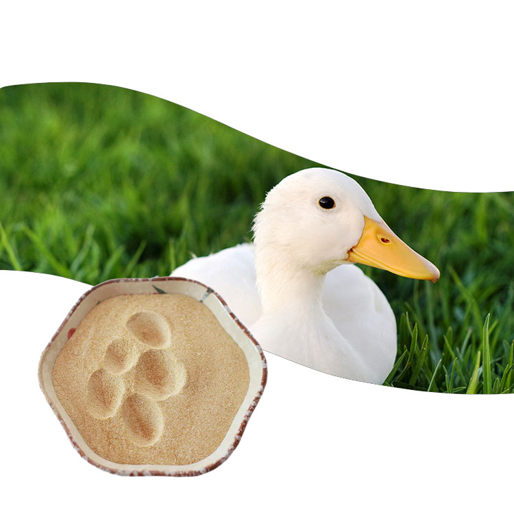 200000U/g Xylanase Improve Immunity Of Livestock and Poultry Enzyme Powder