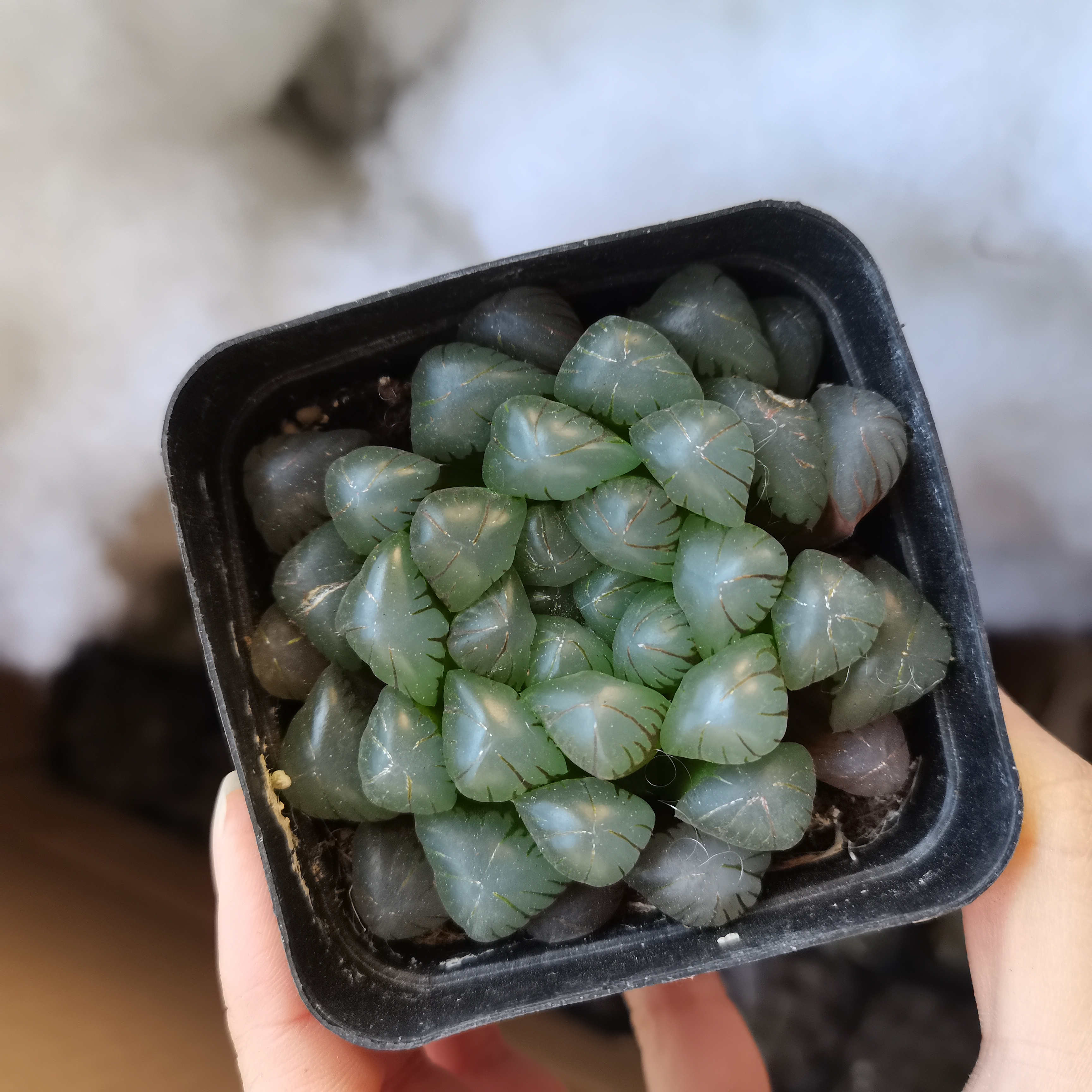Haworthia суккуленты оптом кактус натуральные растения древесные растения суккуленты растения