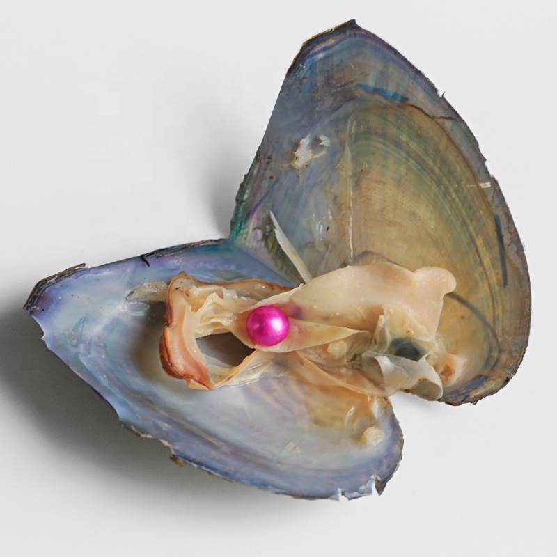 Оптовая продажа, высокое качество, Пресноводный Жемчуг, oyster Shell, Wish Oyster fresh culture oyster pearl