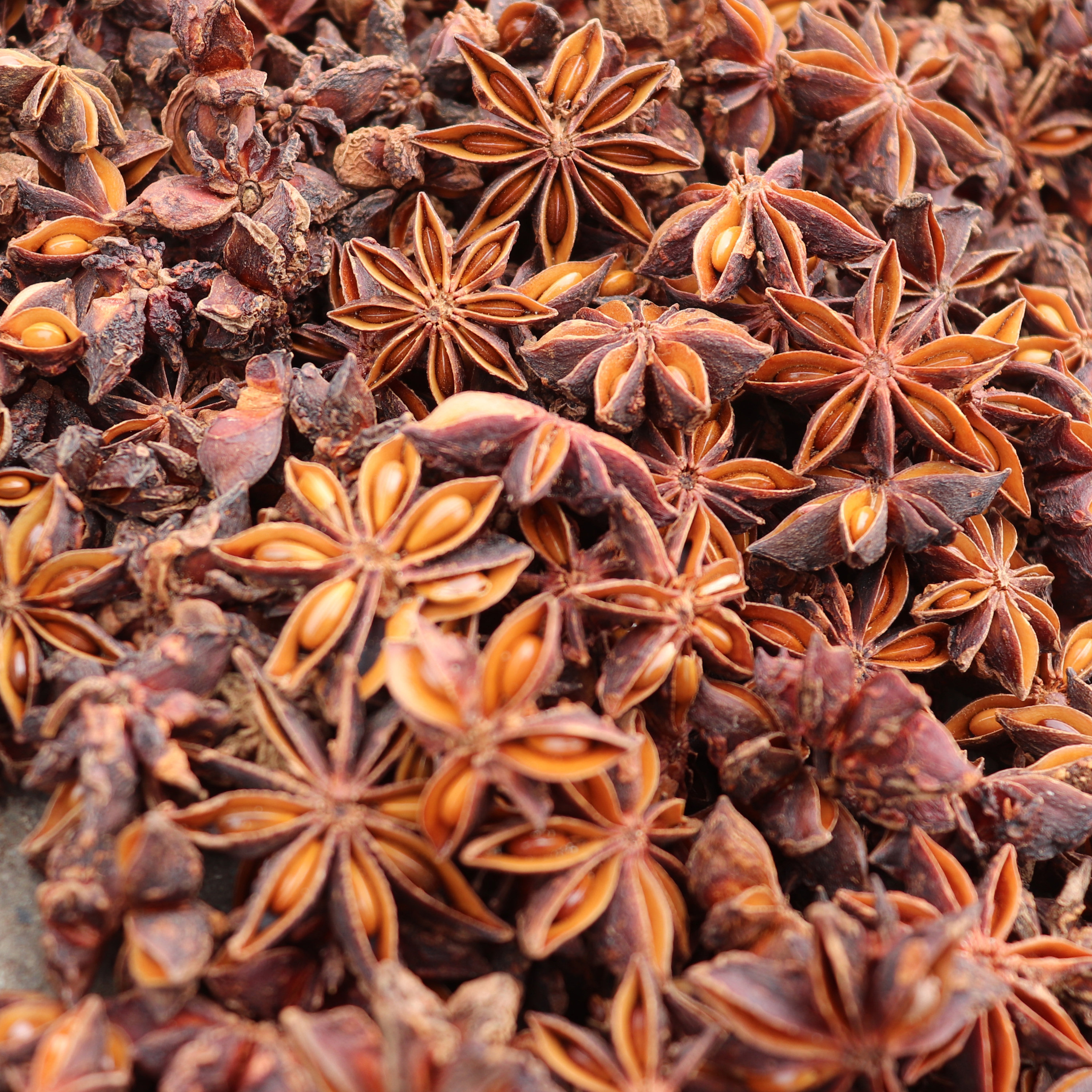 Premium Organic Star Anise High Quality Dried Spices Seasonings for Cooking Baking Condiments Aromatherapy and Herbal Medicine