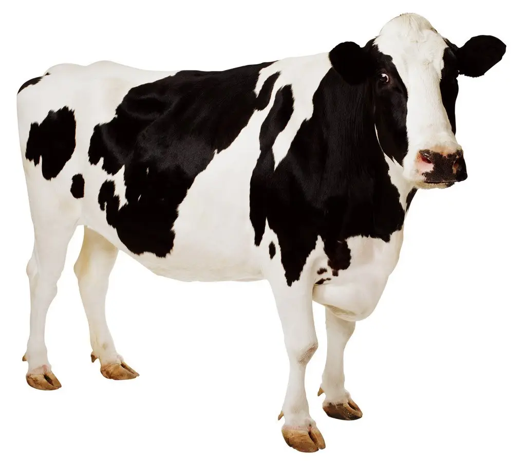 Animal Enzyme Supplier Feed Grade Multiple Cattle Enzyme For Animal Feed