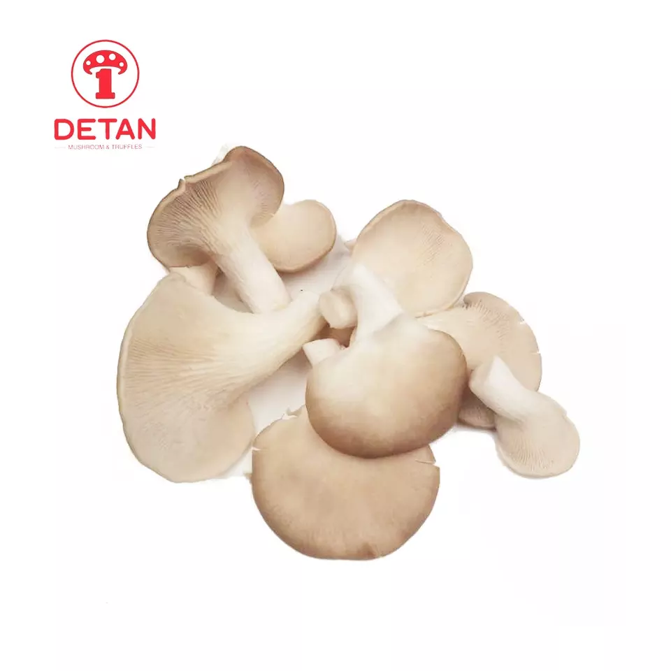 China DETAN Fresh Oyster Mushroom with factory, mechanized, scale grown high quality mushrooms.