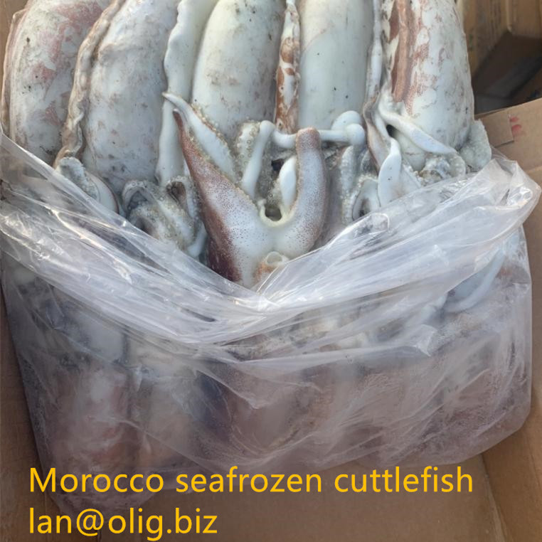 Марокко seafrozen каракатица