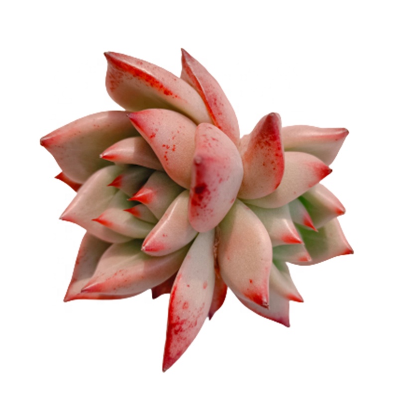 095 Echeveria Роза гранат украшение для офиса живое растение красивый цветок стеклянный террариум натуральные суккуленты