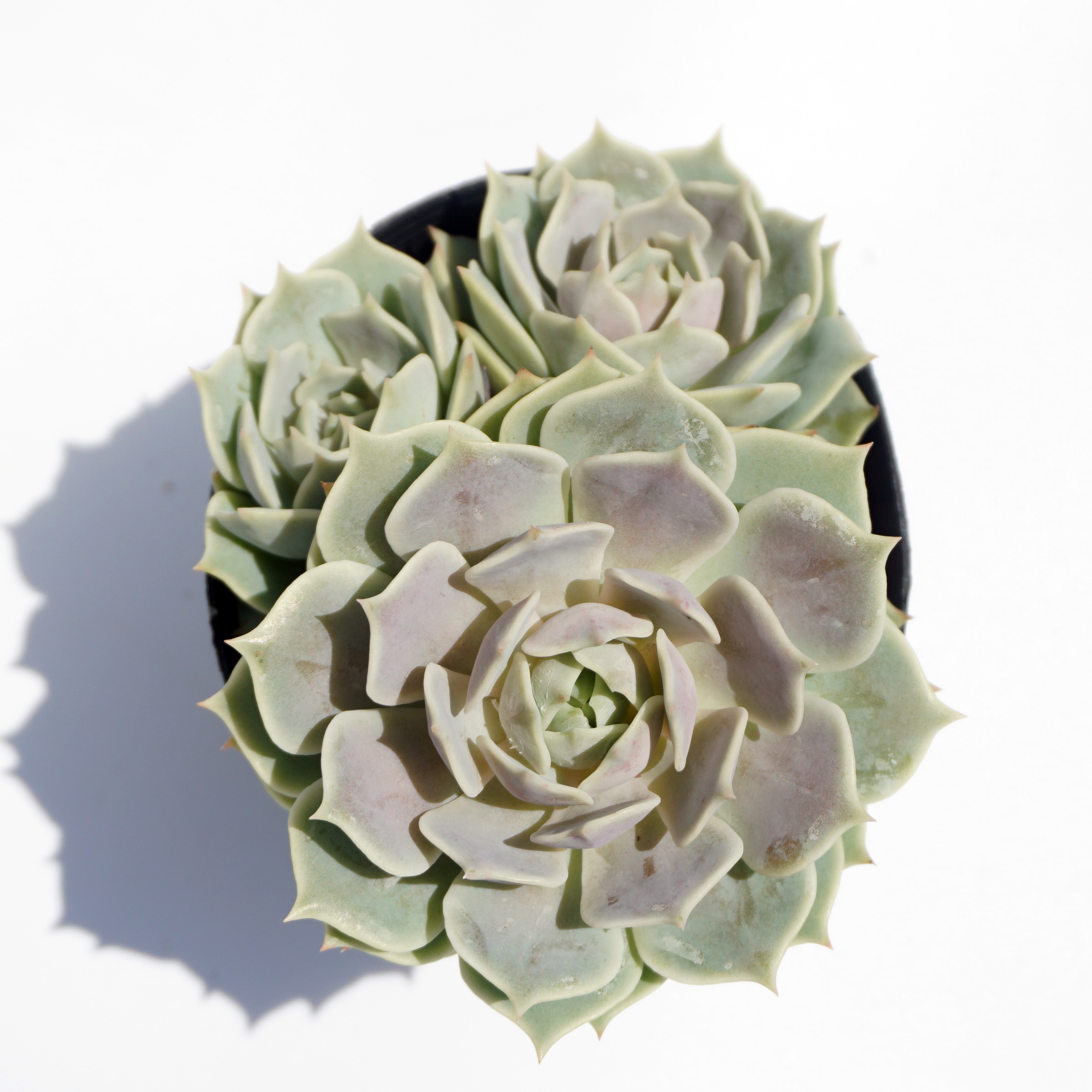 china live plants indoor plant natural wholesale echeveria variegata succulent plant