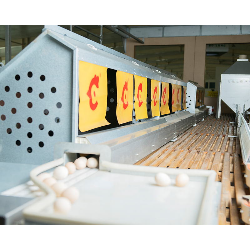 Bolong automatic poultry farm equipment animal husbandry chicken nipple drinker