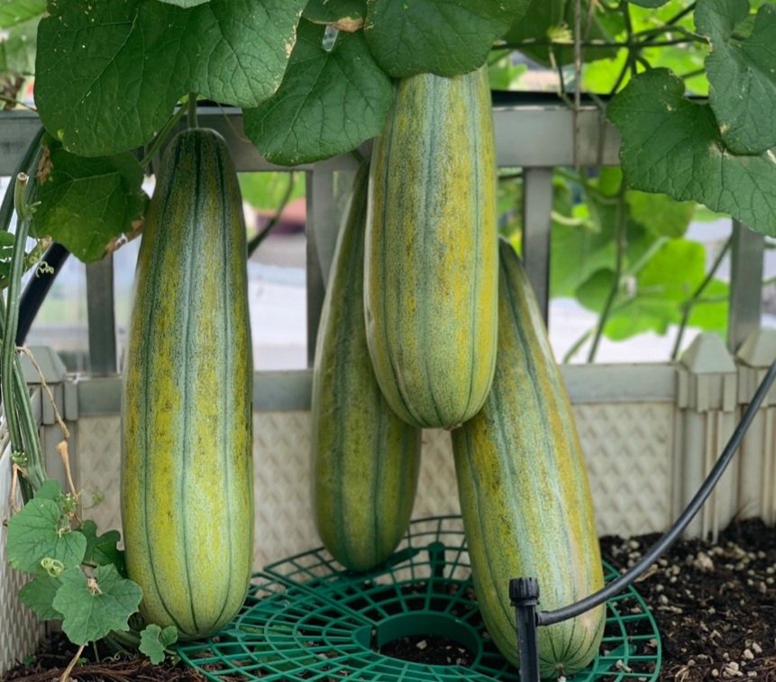 Top Sale Fresh Melons In Bulk Honeydew Premium Grade ISO Certification Capsule Shape Cobra Melon