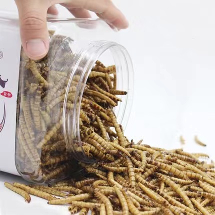 Original Flavor Pet Treats Dried Super Worm for Arowana Fish